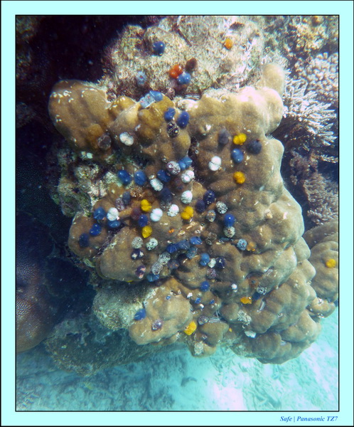 2009   07   Perhentians 038